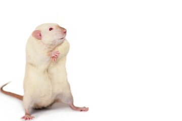 funny cute rat dreaming on white background