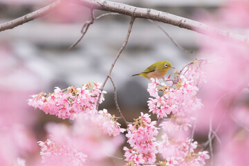 Spring Cherry Blossom Scene in Kyoto Japan