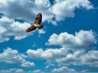eagle in flight