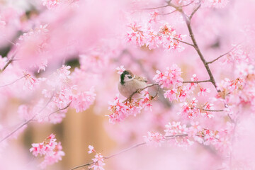 Spring Cherry Blossom Scene in Kyoto Japan