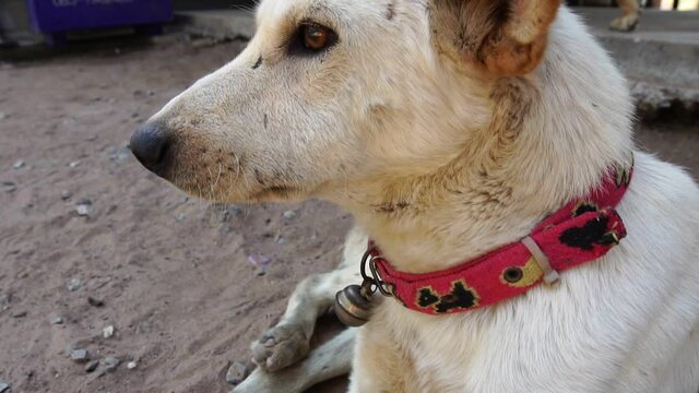 Footage Slow Motion: A disabled stray dog ​​is sick from a wound