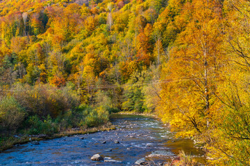 Autumn landscape in a mountain valley - yellow and red trees combined with green needles along the banks of the river with rocky banks. Colorful autumn landscape scene in the Ukrainian Carpathians.