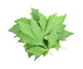 Artemisia lactiflora,green leaves on white background