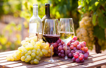 still life with glasses of red and white wine and grapes in field of vineyard