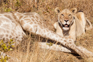 Closeup shot of a female lion lying beside a dead giraffe