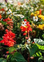 small urban garden with flowers