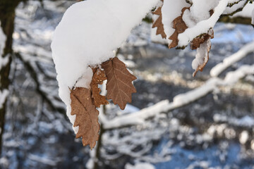 Belgique Wallonie Gaume Habay hiver bois foret nature lac neige