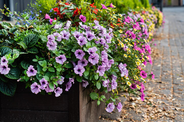 Fototapeta na wymiar small urban garden with flowers
