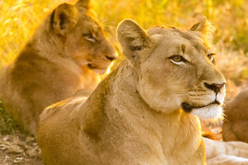 Beautiful african lion lying in long grass in South Africa