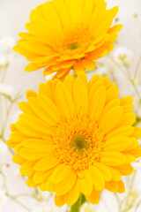 黄色いガーベラのアップ