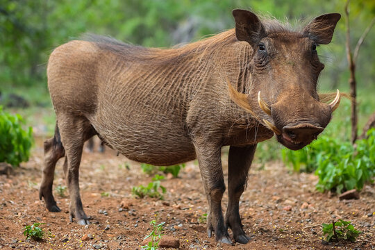 Warthog in its natural environment