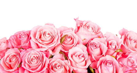 Pink roses isolated on the white background