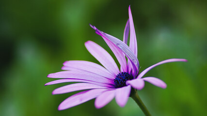 Purple flower with blue stamen