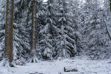 Winter Wonderland Katzenbuckel Germany