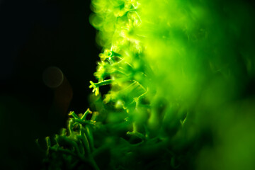 St. Patrick day background. Blurred macro moss in dark. Copy space.