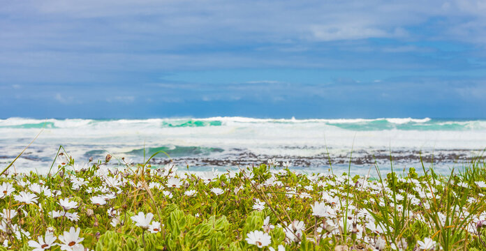 Beautiful Field Of White Flowers At The Beach Under The Cloudy Sky