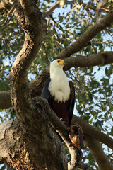 The African fish eagle (Haliaeetus vocifer) sitting on the branch with a catfish in its talons.