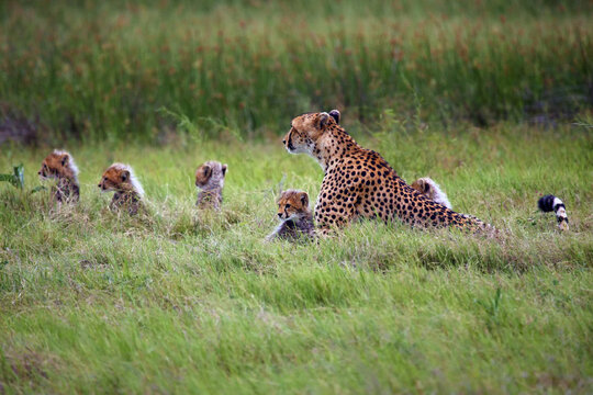 The cheetah (Acinonyx jubatus), also known as the hunting leopard, mother with five cubs in the grass.