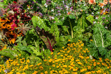 summer garden in the Sweden