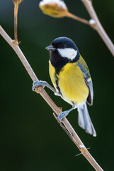 Great Tit - Parus major, common tit from European gardens and forests, Czech Republic.