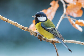 Fototapeta premium Great Tit - Parus major, common tit from European gardens and forests, Czech Republic.