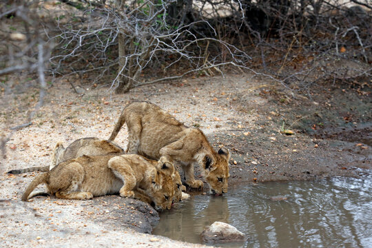 Three Lion Cubs, Drinking from a Pool. Kruger Park, South Africa