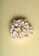 White Enoki Mushrooms, top view