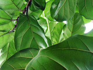 Close up Green leave of Fiddle fig or Ficus Lyrata leafs , Mobile phone quality image