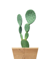 Real Cactus tree Opuntia rufida(Opuntia robusta) isolate with clipping path is on white background