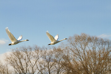 飛翔する白鳥たち