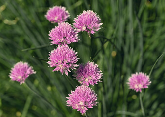 decorative onions. close-up. purple needle-shaped flowers in the form of balls against a background of dark green foliage. onion flowering time in summer.