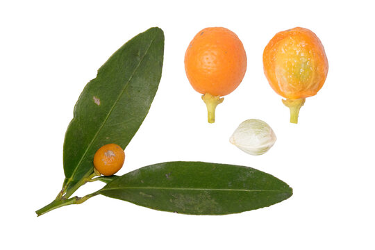 kamquat in white background