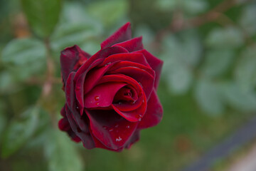 Red rose as a natural and holidays background . Beautiful rose flowers blooming , Macro . Nice roses background. Selective focus planning. rose on beautiful sunny abstract natural bokeh .