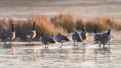 Canada Geese, Canada Goose, Branta Canadensis birds on ice