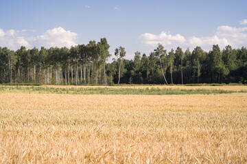 Ripe wheat field with forest in the background