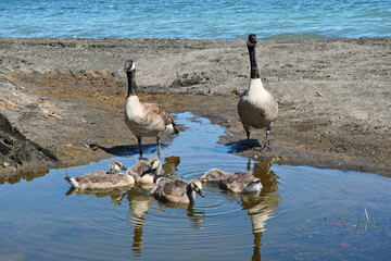 canada geese, goslings and adults