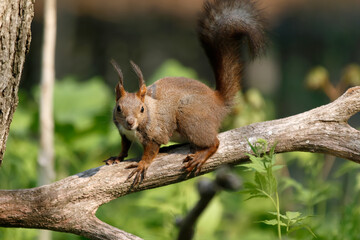 エゾリス Red squirrel