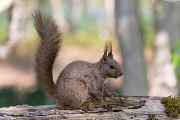 エゾリス Red squirrel