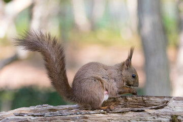 エゾリス Red squirrel