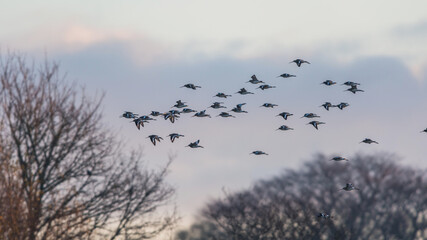 Black-tailed Godwit, Limosa limosa in the flight in environment in sunrise rays