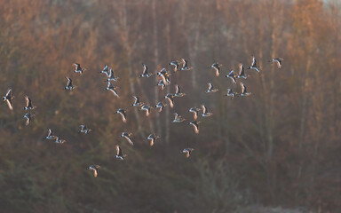 Black-tailed Godwit, Limosa limosa in the flight in environment in sunrise rays