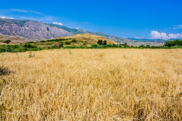 yellow cereal field selective focus