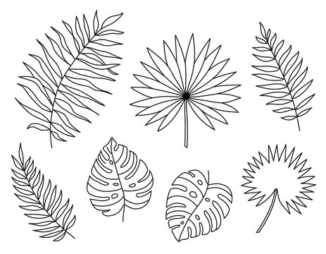 Set of exotic tropical leaves palms. Contour silhouettes of tropical leaves - Monstera Deliciosa, fan palms, coconut, fern. Hand drawn palm leaves Isolated on white background. Vector line style. 