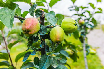 apple hanging on the apple tree branch selective focus