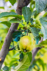 apple hanging on the apple tree branch selective focus