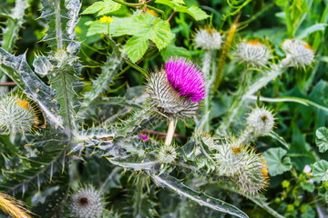 thistle flower on green background macro