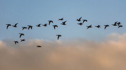 Brent Geese, Brent Goose, Branta bernicla, birds in flight over Bowling Green Marsh and River Clyst, Topsham in Devon in England, Europe