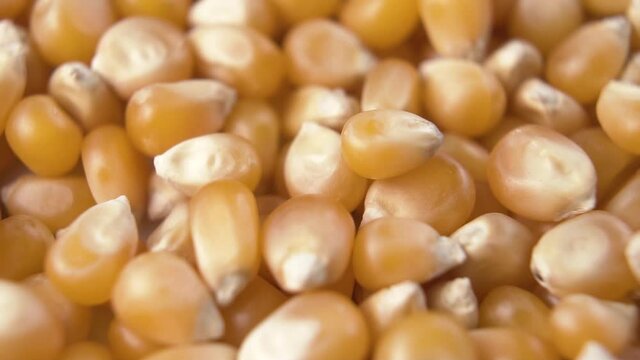 Macro shot of falling dry corn kernels. Macro shot. Seed rotation