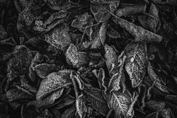 A group of fallen frozen fall leaves on the ground in the morning. A lightly toned black and white image. Texture