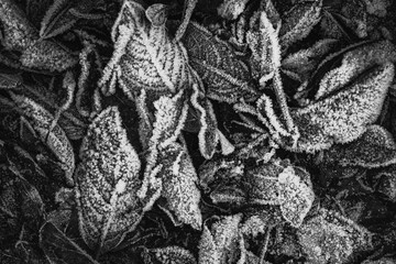 A group of fallen frozen fall leaves on the ground in the morning. A lightly toned black and white image. Texture